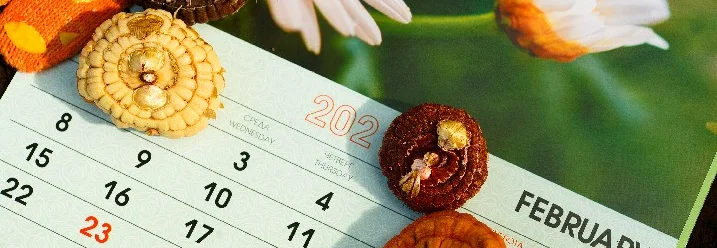 Ein Kalenderblatt für den Februar 2022 mit Blumenzwiebeln darauf